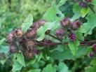 It has been found to contain antibiotic substances which aid resistance to - via Daymix