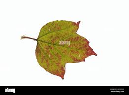 Attēlu rezultāti vaicājumam “Viburnum opulus leaf”