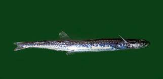 Image result for Mycteroperca rubra