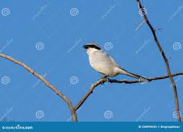 Attēlu rezultāti vaicājumam “Lanius excubitor”