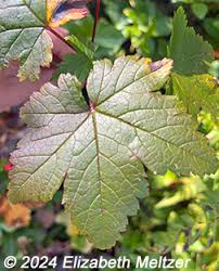 Attēlu rezultāti vaicājumam “Ribes nigrum leaf”