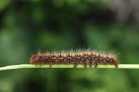 Attēlu rezultāti vaicājumam “Lasiocampa quercus imago”