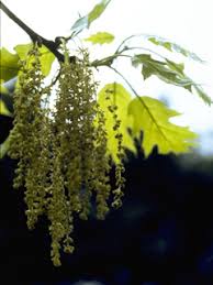 Attēlu rezultāti vaicājumam “Quercus rubra flower”