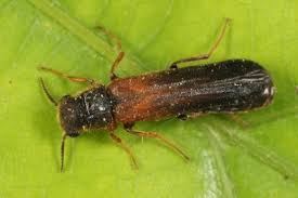 Attēlu rezultāti vaicājumam “Hylecoetus dermestoides male”