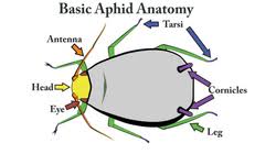 Attēlu rezultāti vaicājumam “Rhopalosiphum oxyacanthae”