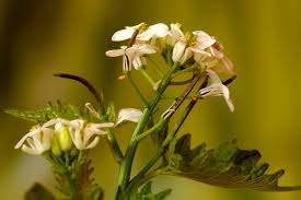 Attēlu rezultāti vaicājumam “Anthocharis cardamines underside”
