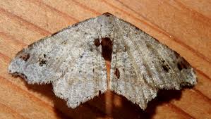 Attēlu rezultāti vaicājumam “Macaria alternata”