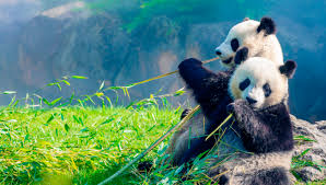 Résultat de recherche d'images pour "pandas"