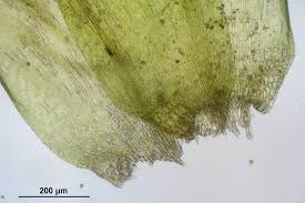 Attēlu rezultāti vaicājumam “Hygrohypnum luridum”