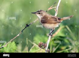 Image result for Acrocephalus agricola