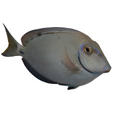 Image result for Acanthurus bahianus