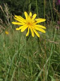 Image result for Tragopogon pratensis