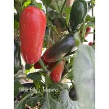 Afbeeldingsresultaat voor biker billy jalapeno hot pepper