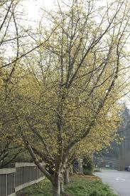 Attēlu rezultāti vaicājumam “Cornus mas”