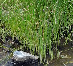 Attēlu rezultāti vaicājumam “Eleocharis palustris flower”