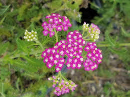 Image result for Achillea millefolium