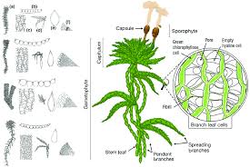 Attēlu rezultāti vaicājumam “Sphagnum austinii sporophyte”