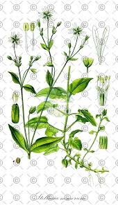 Attēlu rezultāti vaicājumam “Stellaria longifolia leaf”