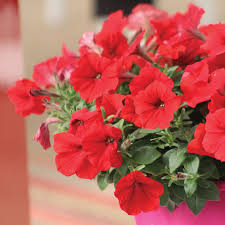 Image result for Petunia hybrida