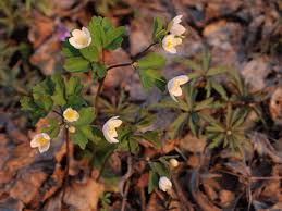 Attēlu rezultāti vaicājumam “Isopyrum thalictroides flower”