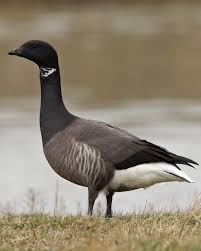 Attēlu rezultāti vaicājumam “Branta bernicla”