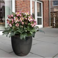 Image result for Christrose