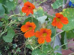 Image result for Tropaeolum majes
