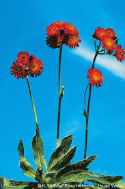 Image result for Hieracium aurantiacum