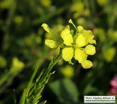 Attēlu rezultāti vaicājumam “Sinapis arvensis”