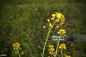 Attēlu rezultāti vaicājumam “Bunias orientalis flower”