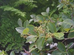 Attēlu rezultāti vaicājumam “Lignydium muscorum macro”