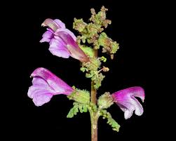 Attēlu rezultāti vaicājumam “Pedicularis palustris flower”