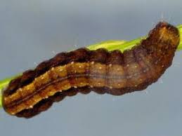 Attēlu rezultāti vaicājumam “Diarsia florida”