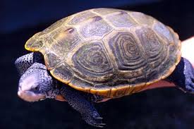Image result for Malaclemys terrapin