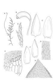 Attēlu rezultāti vaicājumam “Calliergonella cuspidata sporophyte”