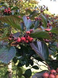 Attēlu rezultāti vaicājumam “Crataegus persimilis fruit”