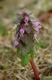 Attēlu rezultāti vaicājumam “Lamium purpureum flower”