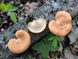Attēlu rezultāti vaicājumam “Polyporus tuberaster”