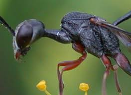 Attēlu rezultāti vaicājumam “Gasteruption jaculator imago”