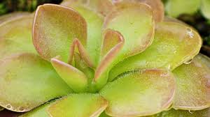 Attēlu rezultāti vaicājumam “Pinguicula vulgaris leaf”