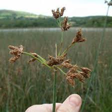 Attēlu rezultāti vaicājumam “Schoenoplectus lacustris subsp. lacustris”