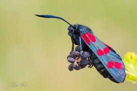 Attēlu rezultāti vaicājumam “Zygaena filipendulae”