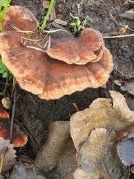 Attēlu rezultāti vaicājumam “Abortiporus biennis”