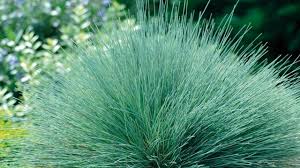 Attēlu rezultāti vaicājumam “Corynephorus canescens leaf”