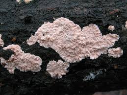 Attēlu rezultāti vaicājumam “Corticium roseum”