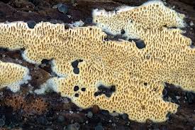 Attēlu rezultāti vaicājumam “Ceriporia purpurea”