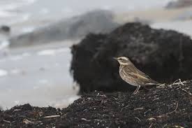 Image result for Turdus eunomus