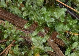 Attēlu rezultāti vaicājumam “Calypogeia muelleriana”