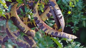 Attēlu rezultāti vaicājumam “Gleditsia triacanthos fruit”