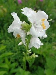 Image result for Polemonium coeruleum album
